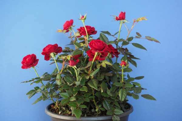 Can Mini Roses Survive Winter in Pots