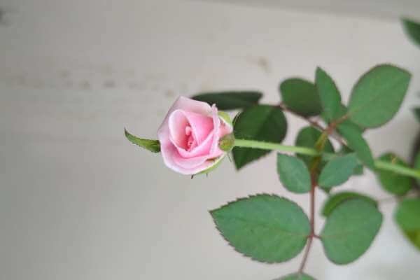 Can Mini Roses Survive Winter in Pots?