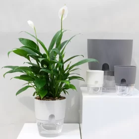 self watering pots for indoor plants